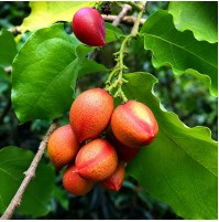Peanut Butter Fruit 